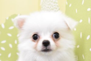 チワワ