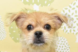 ミックス（ハーフ犬）