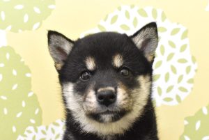 柴犬