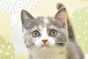 スコティッシュ