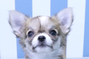 チワワ