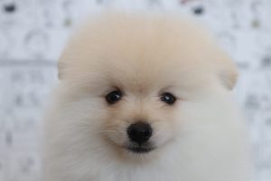 ポメラニアン