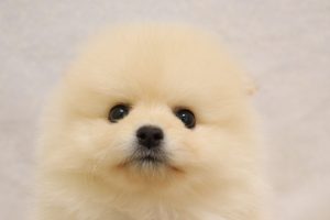 ポメラニアン
