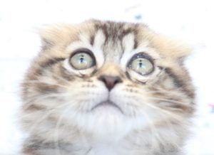 スコティッシュ