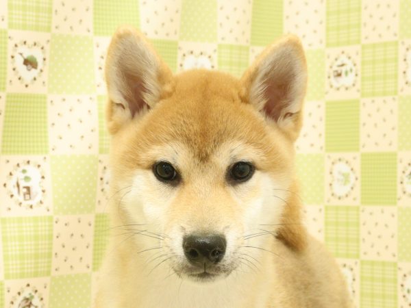 柴犬