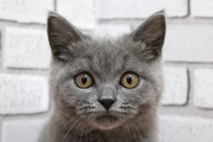 ブリティッシュ