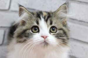 スコティッシュ