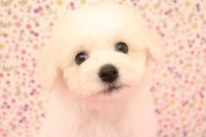 ビションフリーゼ
