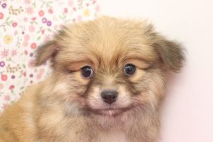 ポメチワ(ポメラニアン×チワワ)