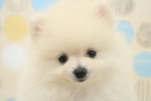 ポメラニアン