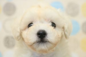 トイプードル