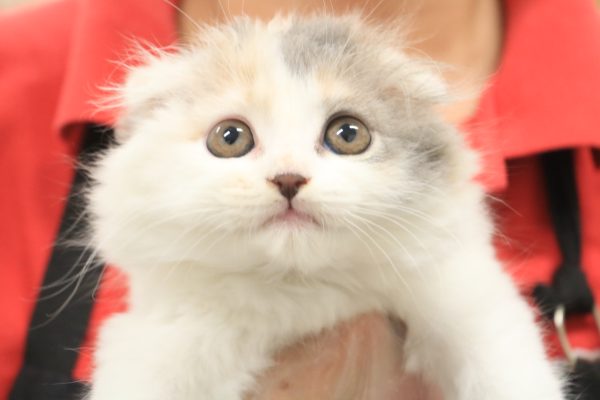 スコティッシュ
