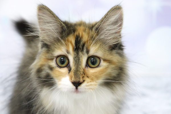 ノルウェージャンフォレストキャット