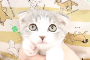 スコティッシュ