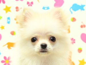 ポメチワ(ポメラニアン×チワワ)