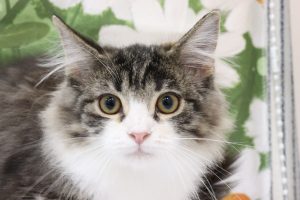 ノルウェージャンフォレストキャット