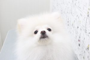 ポメラニアン