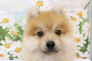 ポメラニアン