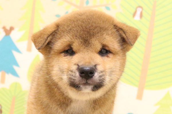 柴犬