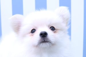 ミックス（ハーフ犬）