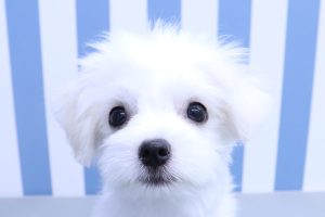 チワマル(チワワ×マルチーズ)