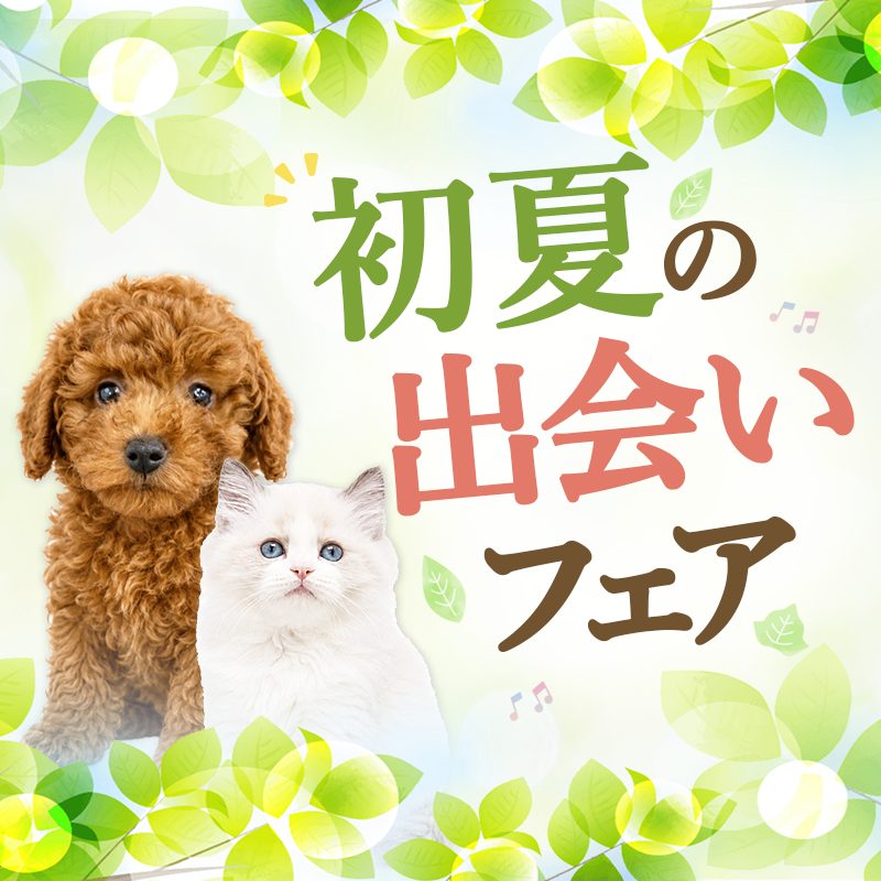 初夏の出会いフェア実施中 >>