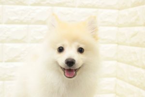 ポメラニアン