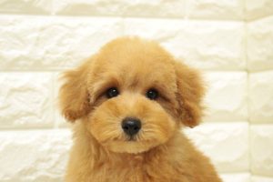トイプードル