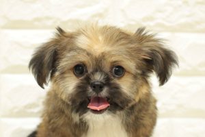 ミックス（ハーフ犬）