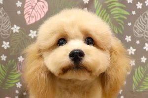 トイプードル