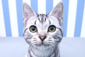 アメリカンショートヘア