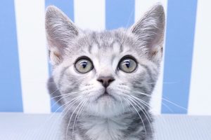 スコティッシュ