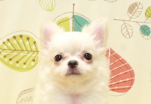チワワ