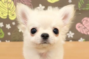 チワワ