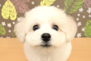 ビションフリーゼ