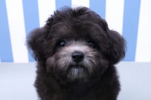 トイプードル