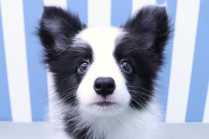 ボーダーコリー