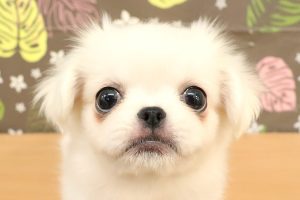 ミックス（ハーフ犬）