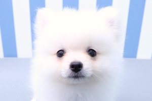 ポメラニアン