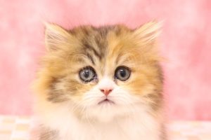 ミヌエット（ナポレオン）