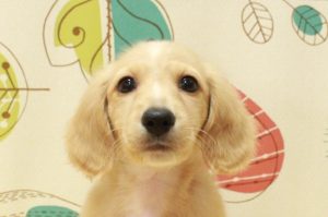 ミニチュアダックスフンド