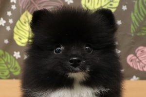 ポメラニアン