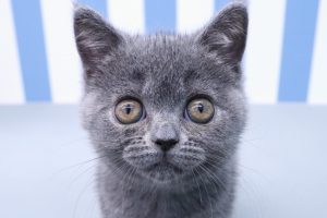 ブリティッシュ