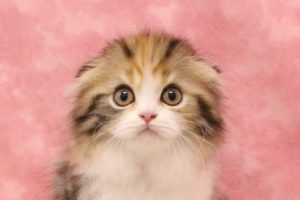 スコティッシュ