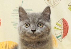 ブリティッシュ