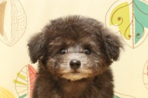 トイプードル
