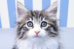 ノルウェージャンフォレストキャット