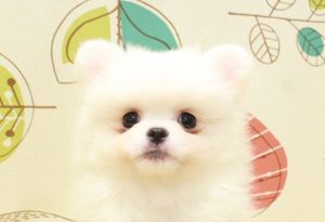 ミックス（ハーフ犬）