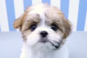 ミックス（ハーフ犬）