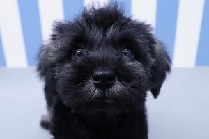 ミニチュアシュナウザー